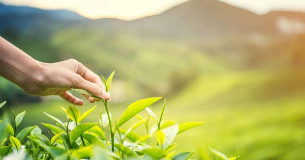 Hai cuộc thi ảnh địa phương: Sắc màu mùa thu Huế và hương chè Thái Nguyên