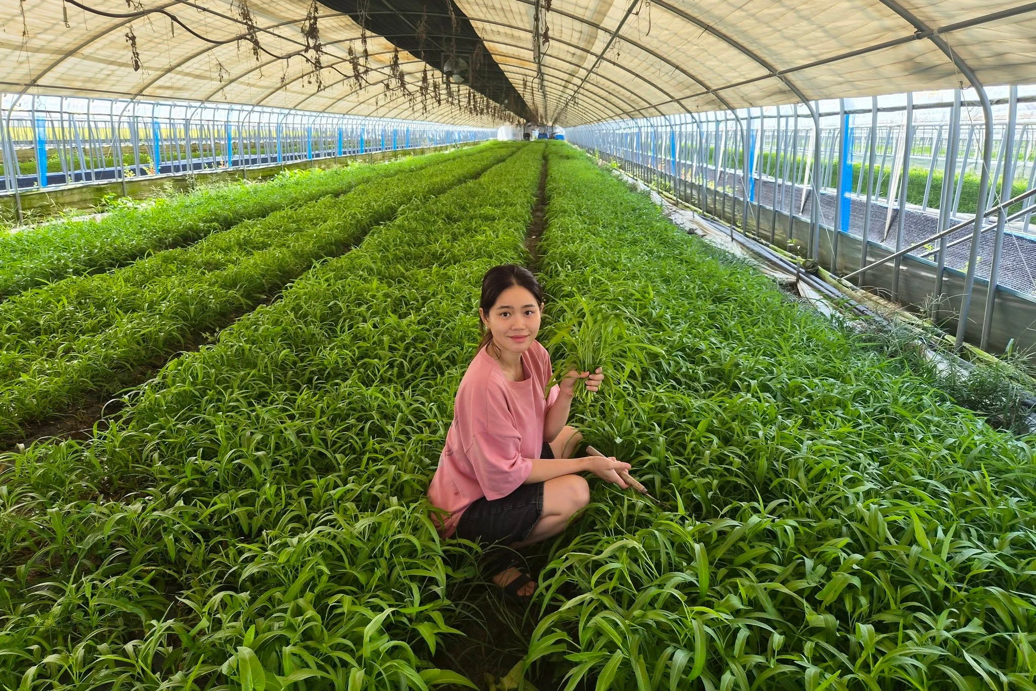 Từ Việt Nam đến Hàn Quốc: Cô gái trồng rau kiếm 500 triệu đồng mỗi tháng