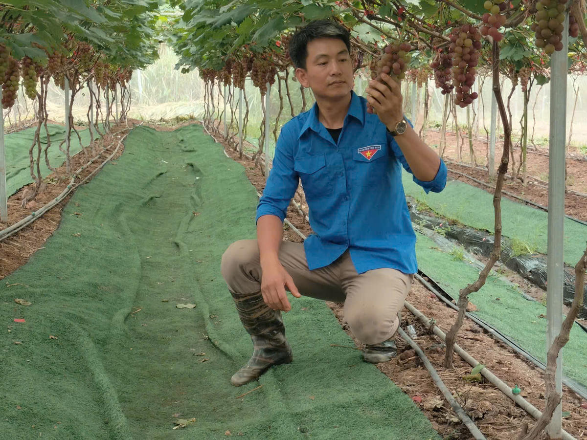 Hạt chia Việt Nam: từ vùng cao Than Uyên đến chất lượng toàn cầu