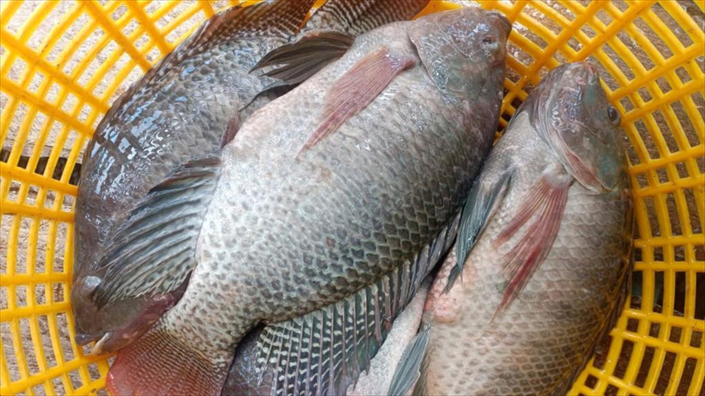 Cá rô phi và cá quá: lựa chọn cá bình dân giàu protein
