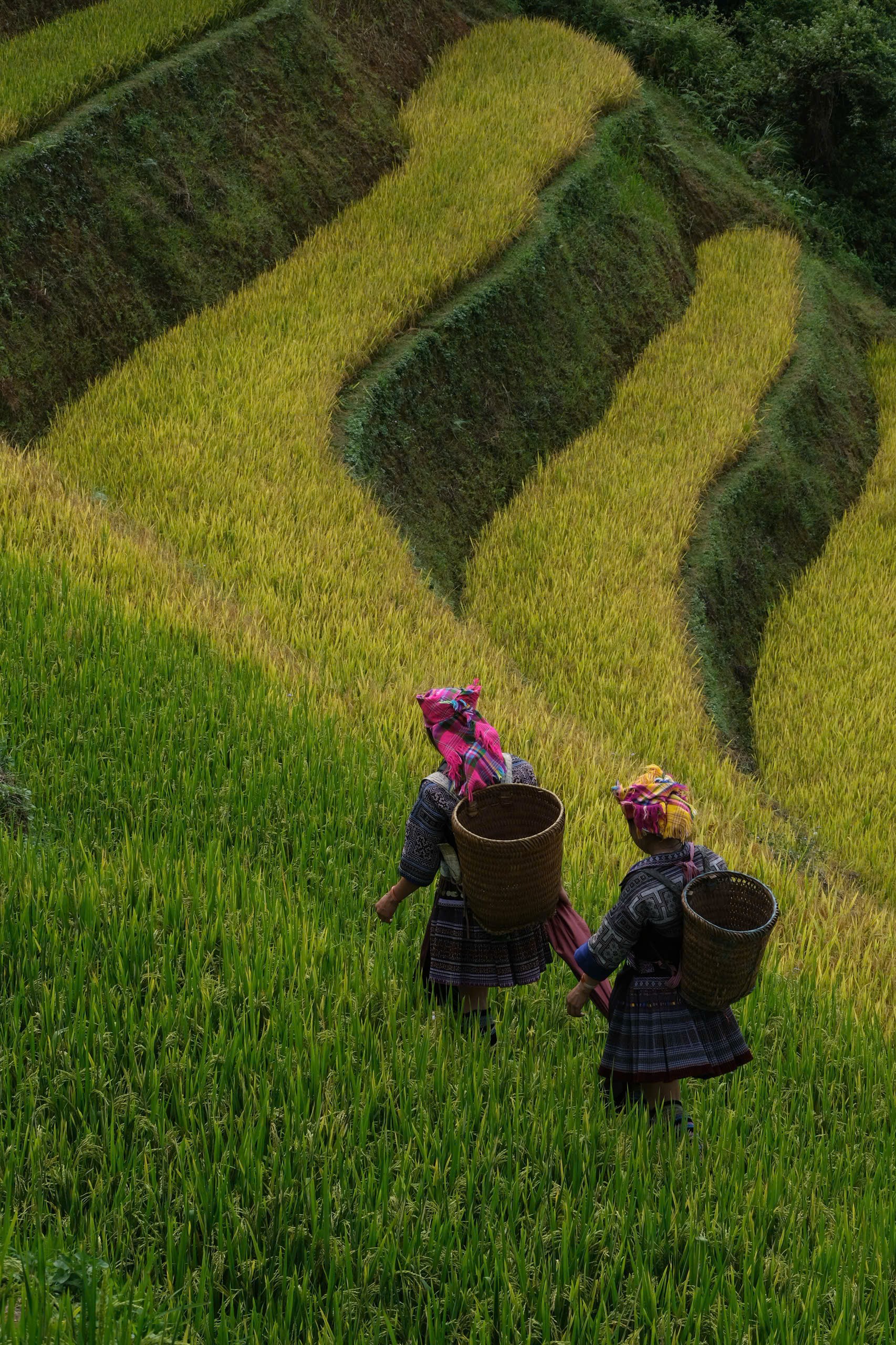 Lễ hội Sắc chàm Lao Chải: mùa vàng và bản sắc Mông nguyên bản