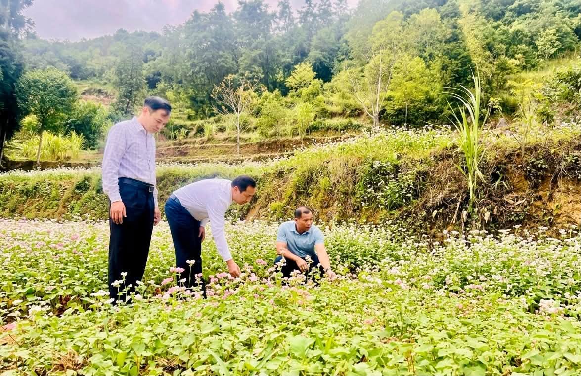 Mùa hoa tam giác mạch Lũng Cú: Hướng dẫn hoàn chỉnh cho du khách đến vùng cực Bắc
