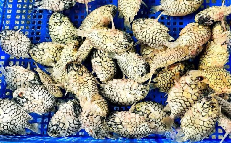 Cá rô phi, cá mãng cầu và cá chạch: chọn loại cá bình dân tốt nhất cho gia đình