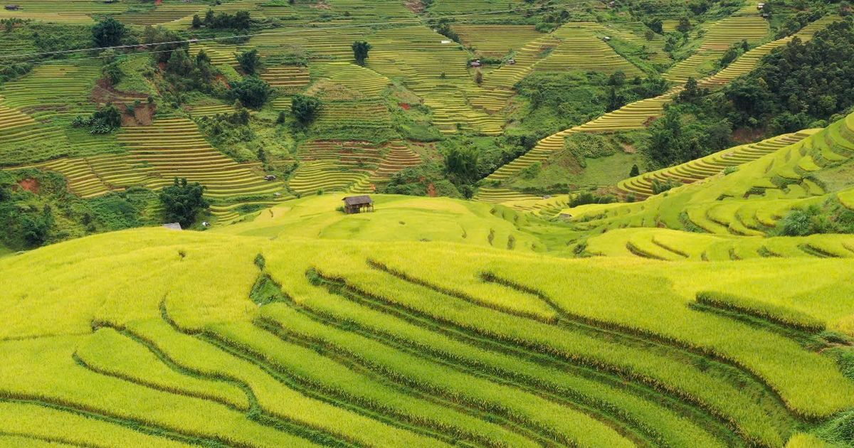 Lễ hội Sắc chàm Lao Chải: mùa vàng và bản sắc Mông nguyên bản
