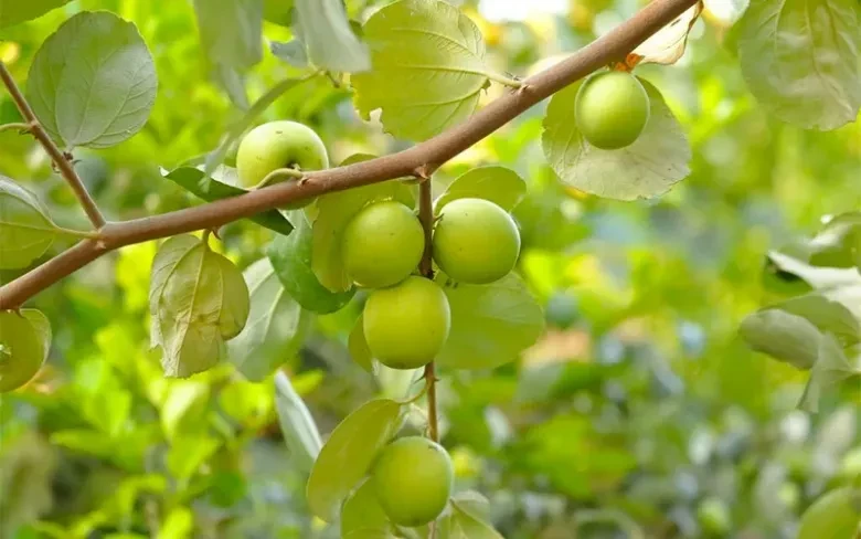 Táo và lựu Việt Nam: Cách chọn quả chất lượng cao