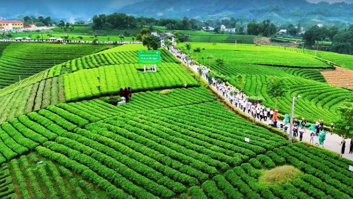 Lễ hội Trà Quốc tế Thái Nguyên: Từ đồi chè đến thị trường thế giới
