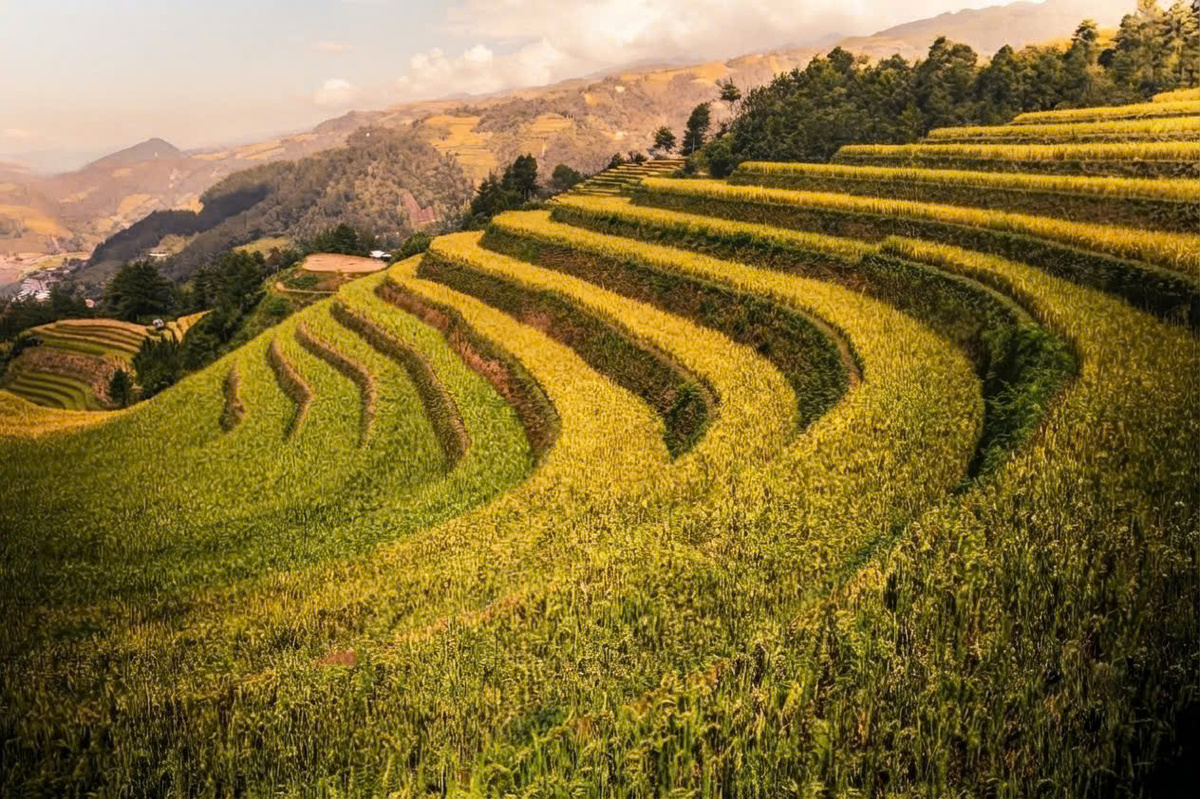 Ghi lại vẻ đẹp ruộng bậc thang mùa vàng: Thời điểm, ánh sáng và điểm đến lý tưởng