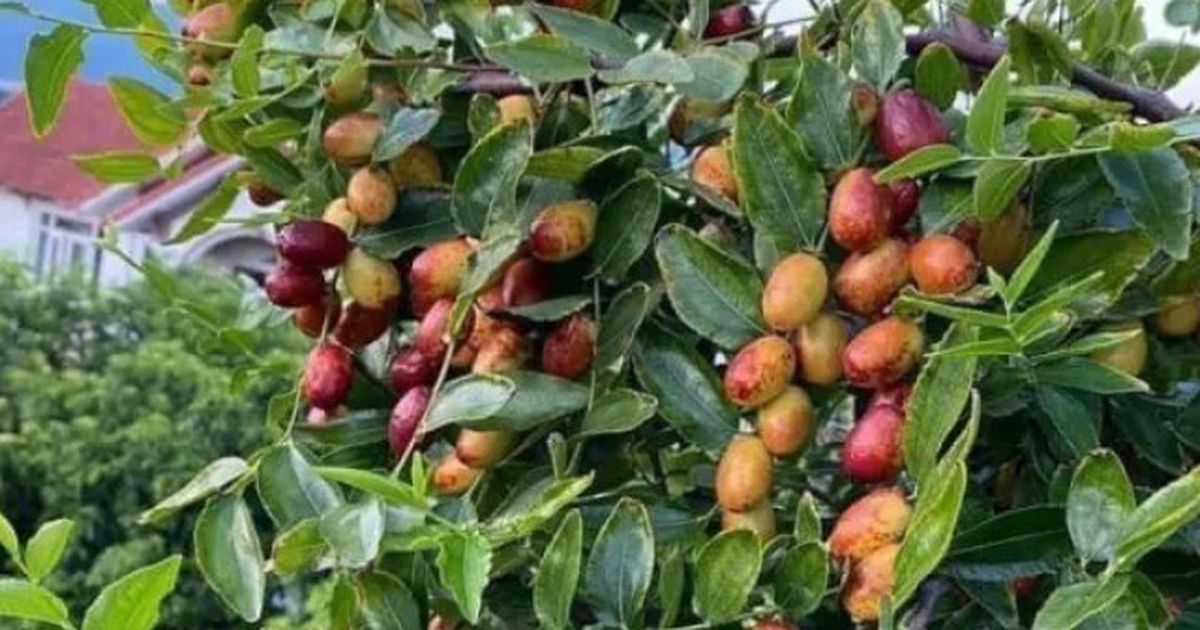 Táo và lựu Việt Nam: Cách chọn quả chất lượng cao