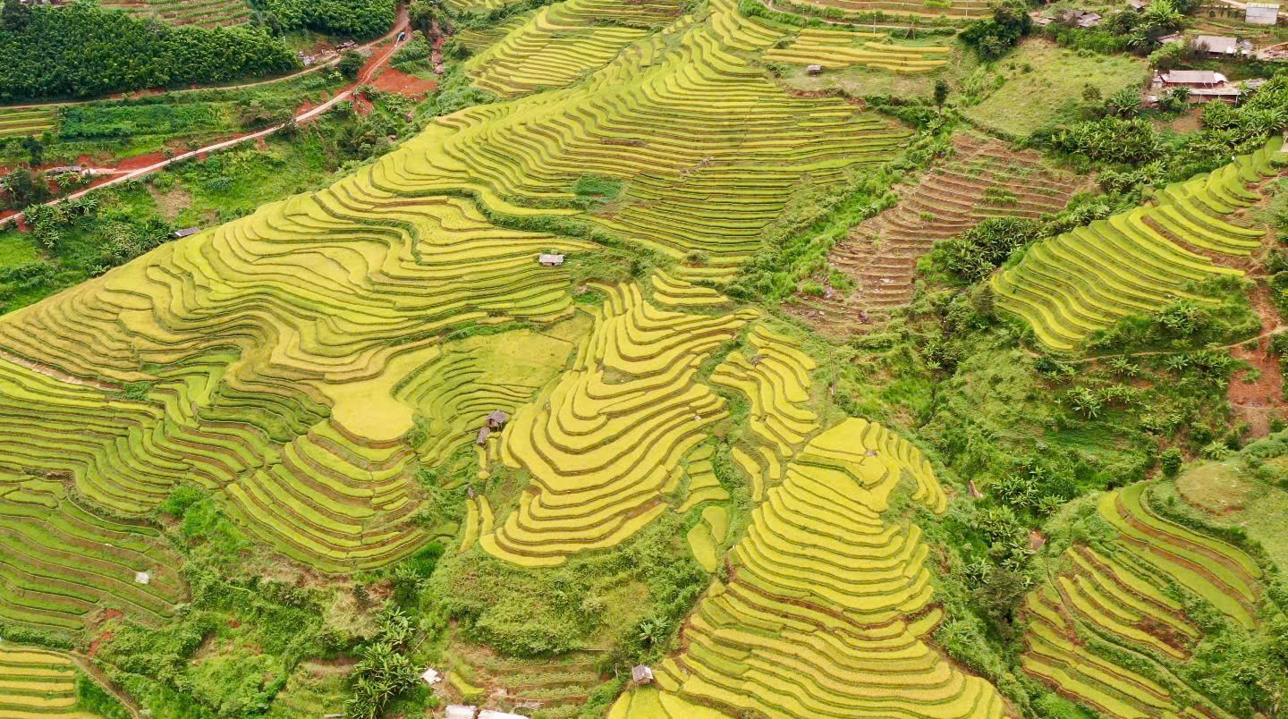 Lễ hội Sắc chàm Lao Chải: mùa vàng và bản sắc Mông nguyên bản