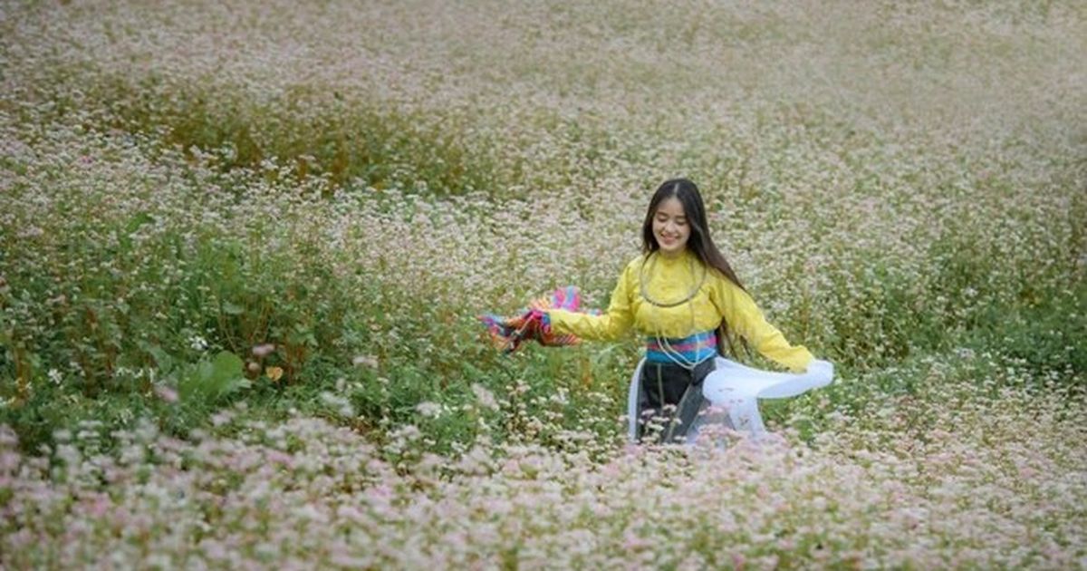 Mùa hoa tam giác mạch Lũng Cú: Hướng dẫn hoàn chỉnh cho du khách đến vùng cực Bắc