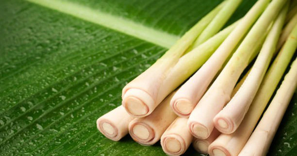 Sả không chỉ là gia vị: tiềm năng tinh dầu xua muỗi