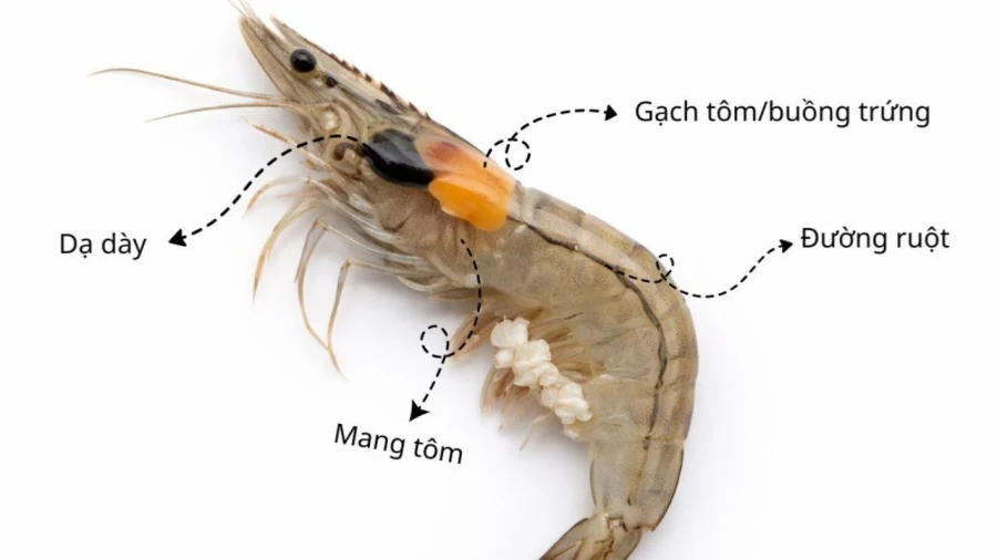 Phần nào của tôm thực sự bổ dưỡng, phần nào nên bỏ?