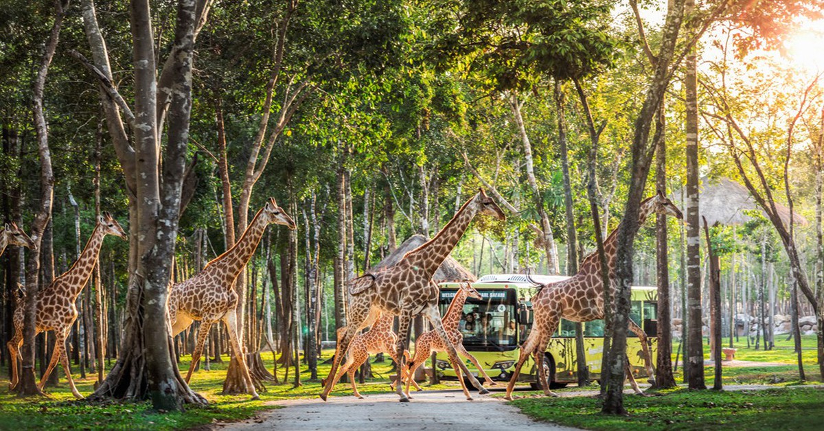 Từ 200 cá thể đến hơn 4.000: hành trình phi thường của Vinpearl Safari Phú Quốc