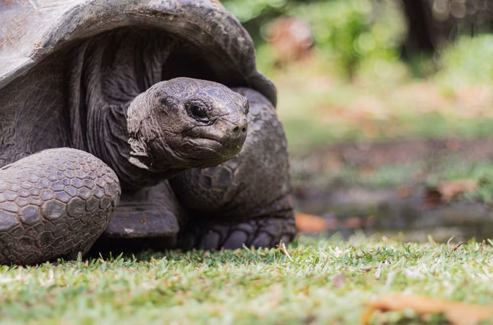 180.000 rùa khổng lồ Aldabra: Từ bờ tuyệt chủng đến biểu tượng phục hồi