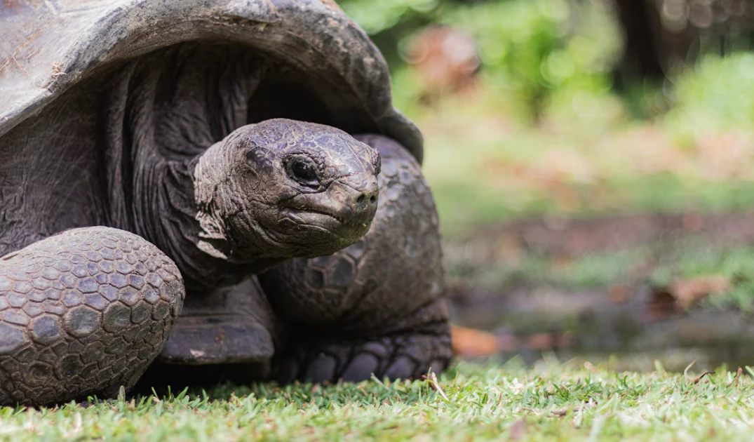 180.000 rùa khổng lồ Aldabra: Từ bờ tuyệt chủng đến biểu tượng phục hồi