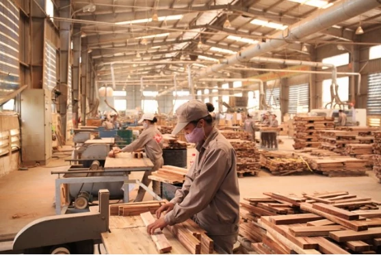 Thị trường gỗ nội địa: động lực mới cho tăng trưởng ngành gỗ