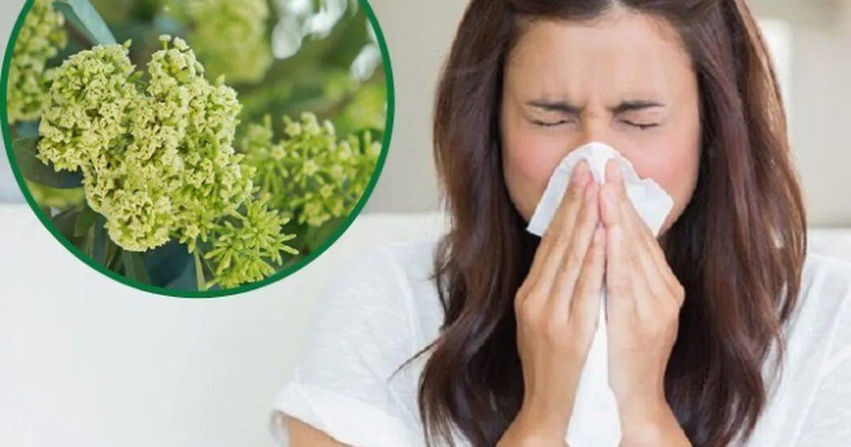 Mùi hoa sữa có thực sự gây hại sức khỏe?