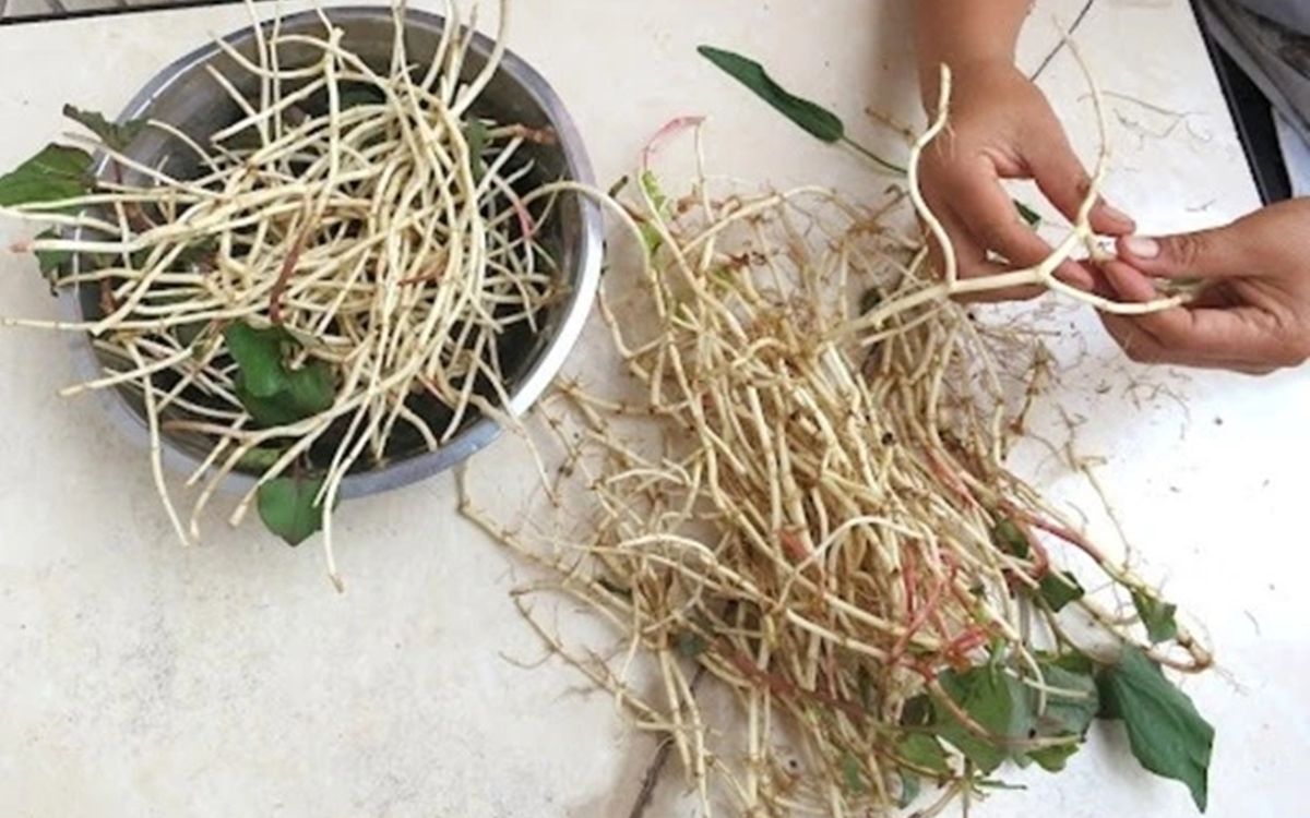 Lá rau quen thuộc: “thuốc” bảo vệ tim mạch và xương khớp ngay trong bếp