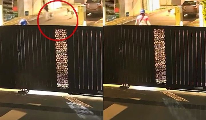 Bila Anjing Liar Menyerang: Amaran Serius Untuk Ibu Bapa di Kawasan Perumahan