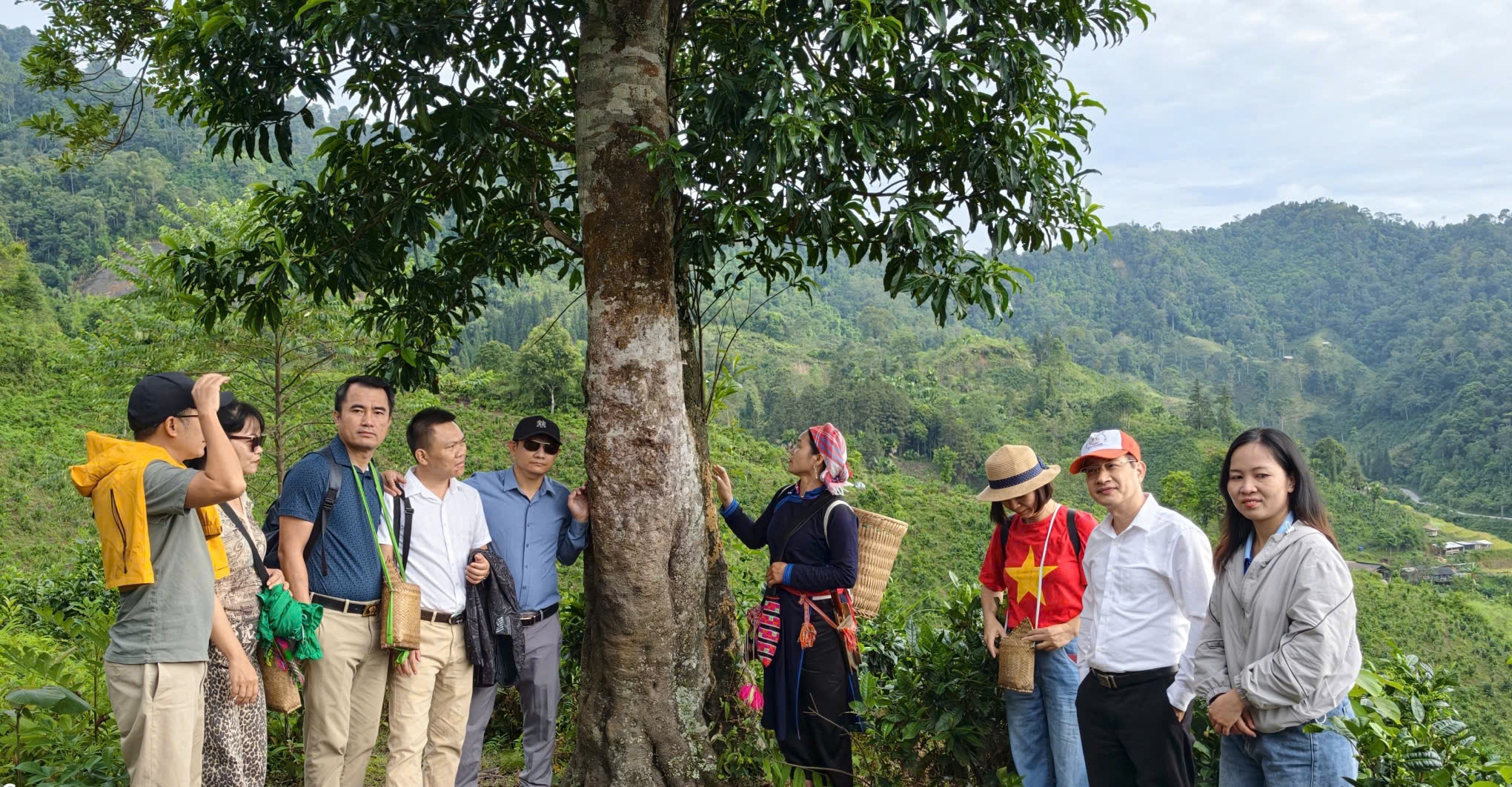 Chè Shan Tuyết và ruộng bậc thang: Đường mới cho du lịch cộng đồng Lào Cai