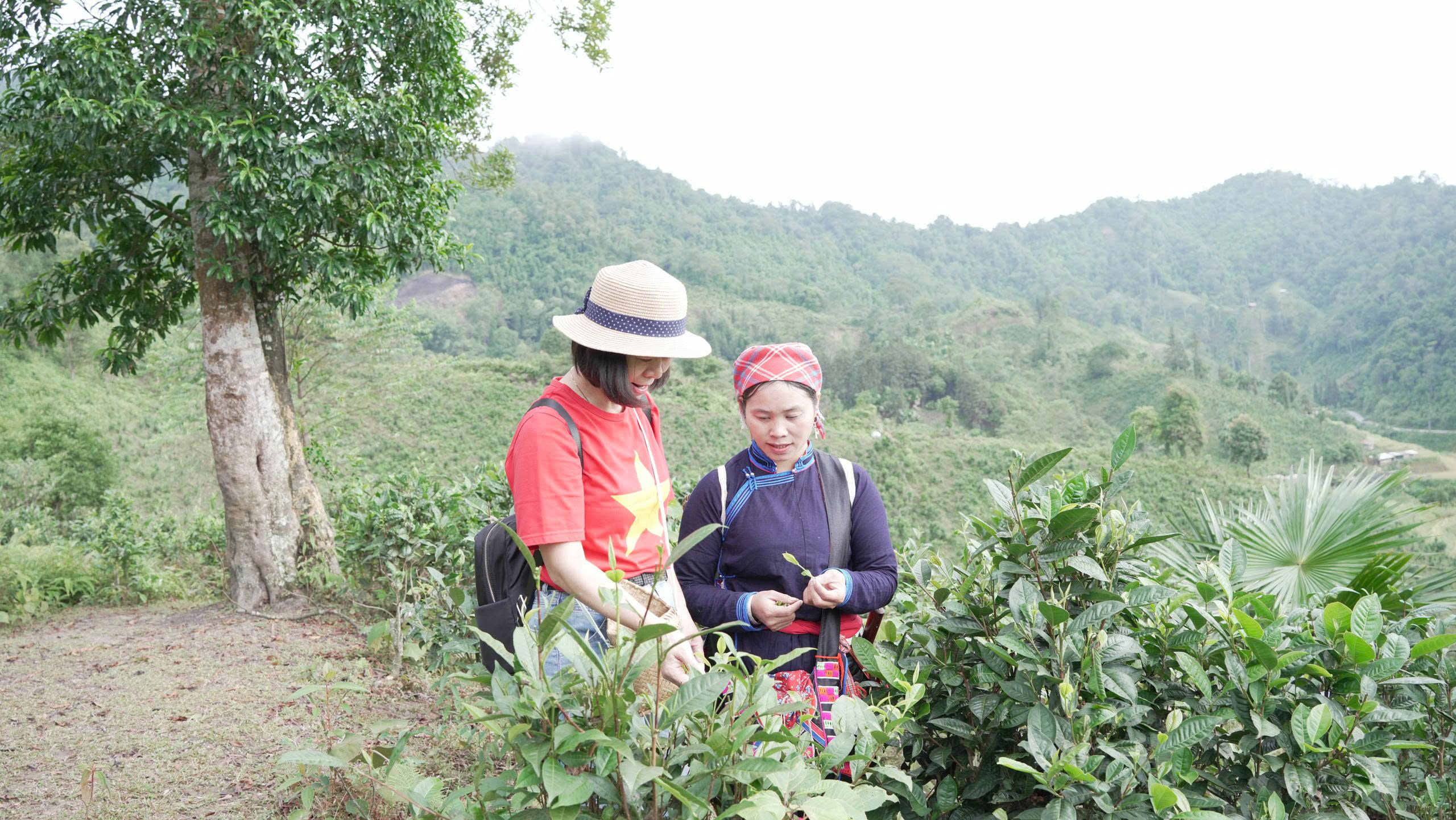Chè Shan Tuyết và ruộng bậc thang: Đường mới cho du lịch cộng đồng Lào Cai