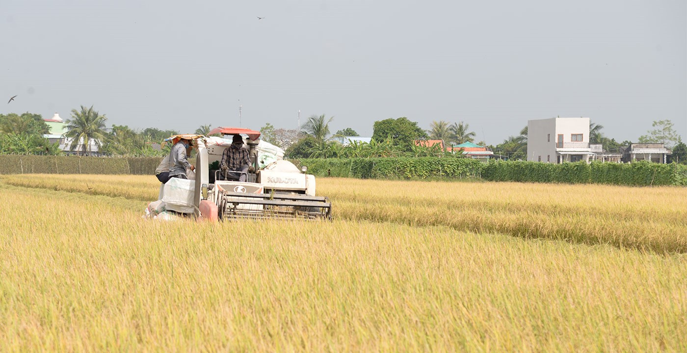 Xuất khẩu nông sản Việt Nam: Từ chạy theo sản lượng đến chinh phục giá trị cao