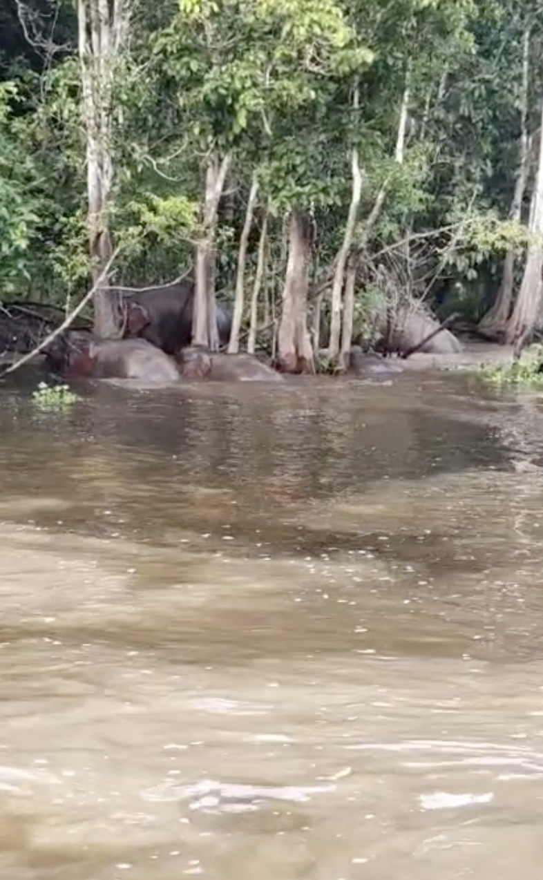 Momen Hidupan Liar Jarang Berlaku di Sabah: Dari Gajah Kinabatangan ke Sandakan