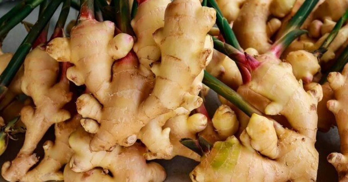 Gừng để cả năm tươi ngon: Bí quyết của người nội trợ khéo