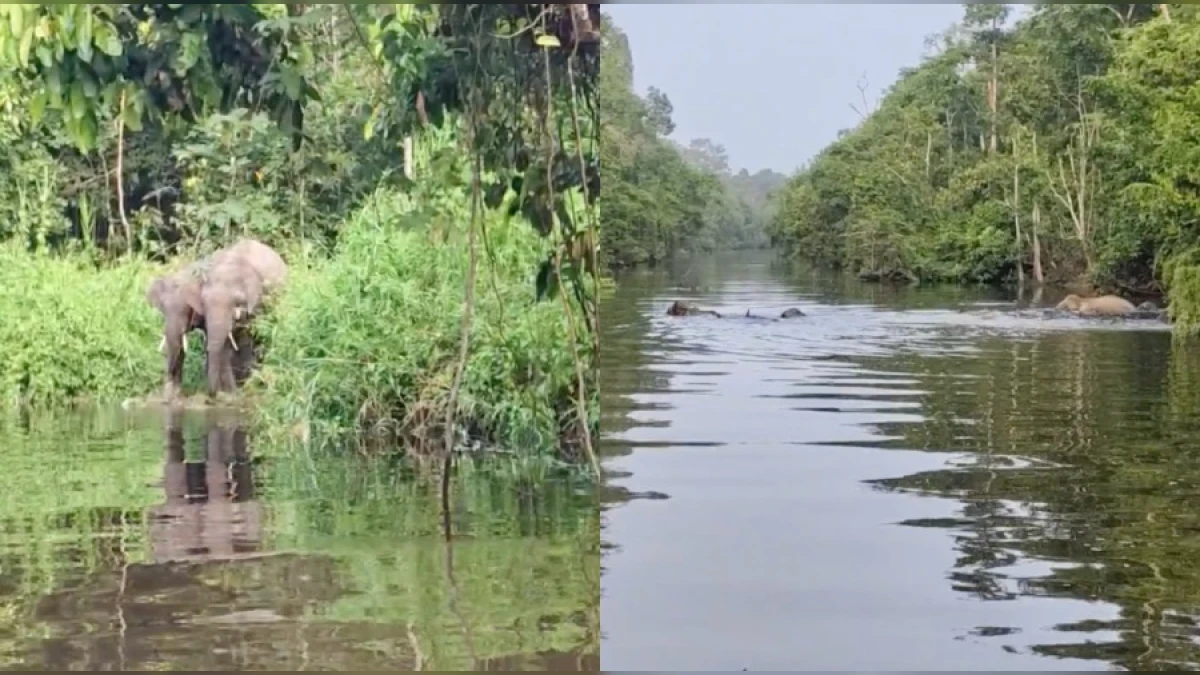 Momen Hidupan Liar Jarang Berlaku di Sabah: Dari Gajah Kinabatangan ke Sandakan