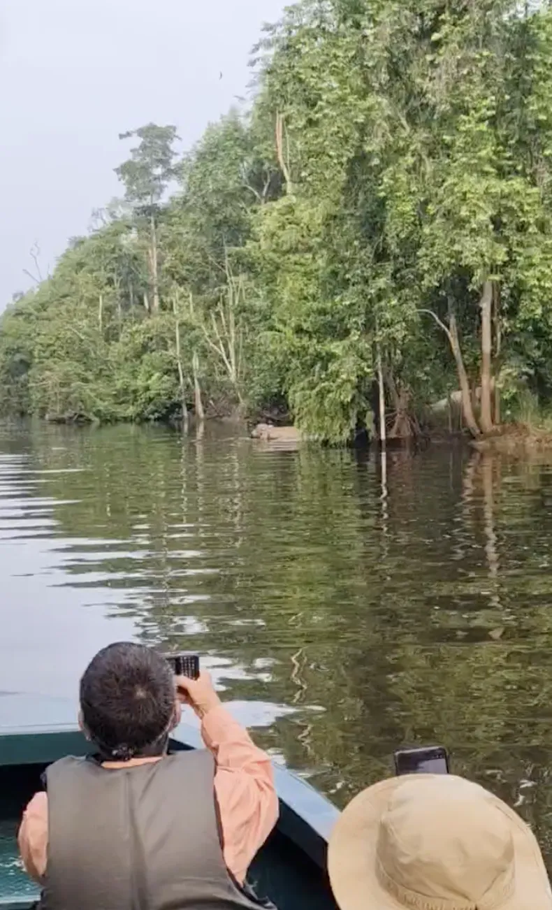 Momen Hidupan Liar Jarang Berlaku di Sabah: Dari Gajah Kinabatangan ke Sandakan
