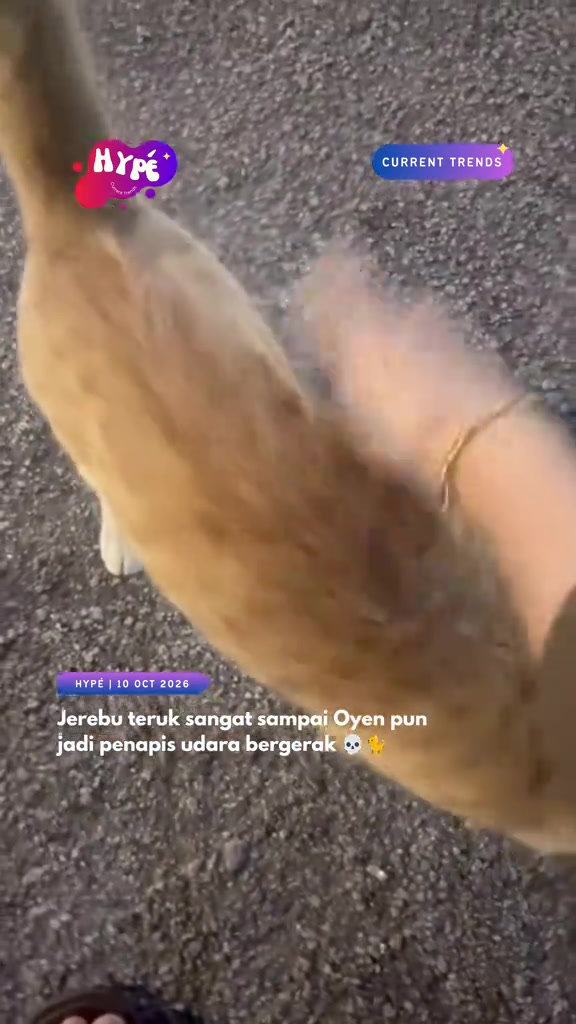Jerebu datang balik: rutin saya jaga dua kucing dalam apartment KL bila API tak sihat