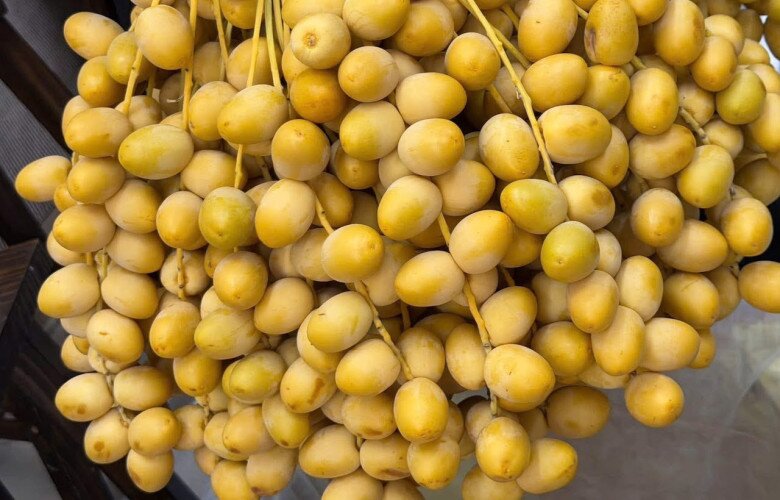 Quả chà là Việt Nam: Hướng dẫn chọn đặc sản tốt cho tiêu hóa