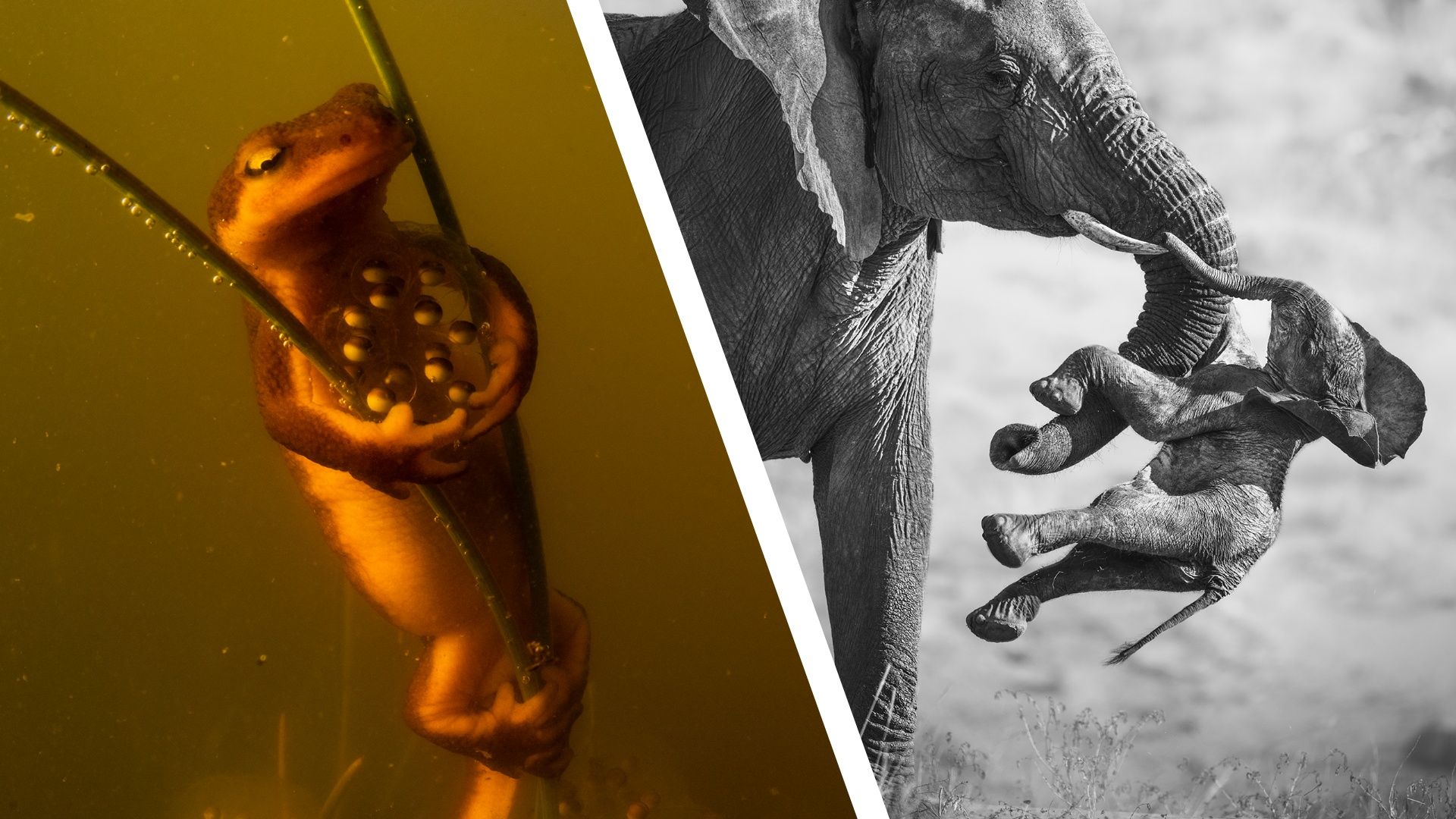 Wildlife Photographer of the Year và bức ảnh voi con gây ám ảnh
