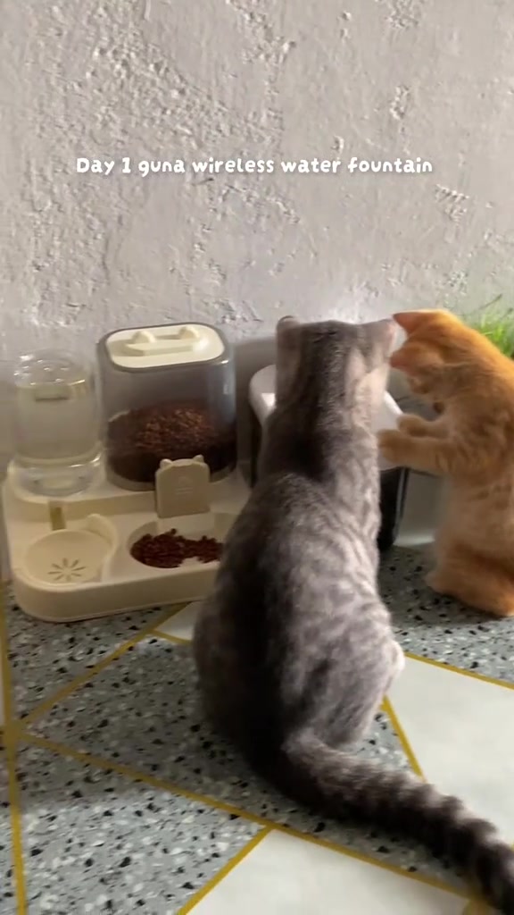 Kucing kelabu dan kucing oren di stesen makanan dengan water fountain tanpa wayar di sudut dinding