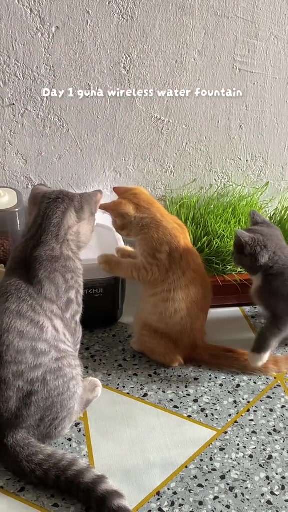 Kucing oren menyentuh water fountain tanpa wayar sambil kucing kelabu duduk memerhati dari dekat