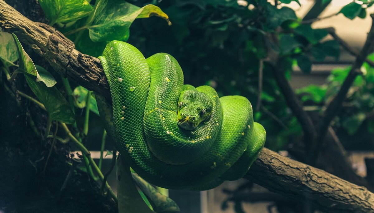 Python 3.15: UTF-8 Mặc Định Và Cú Hích Cho Lập Trình Trên Windows