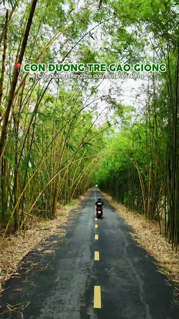 Con đường hàng tre rợp bóng ở Gáo Giồng, Đồng Tháp với một xe máy chạy phía xa dưới vòm tre