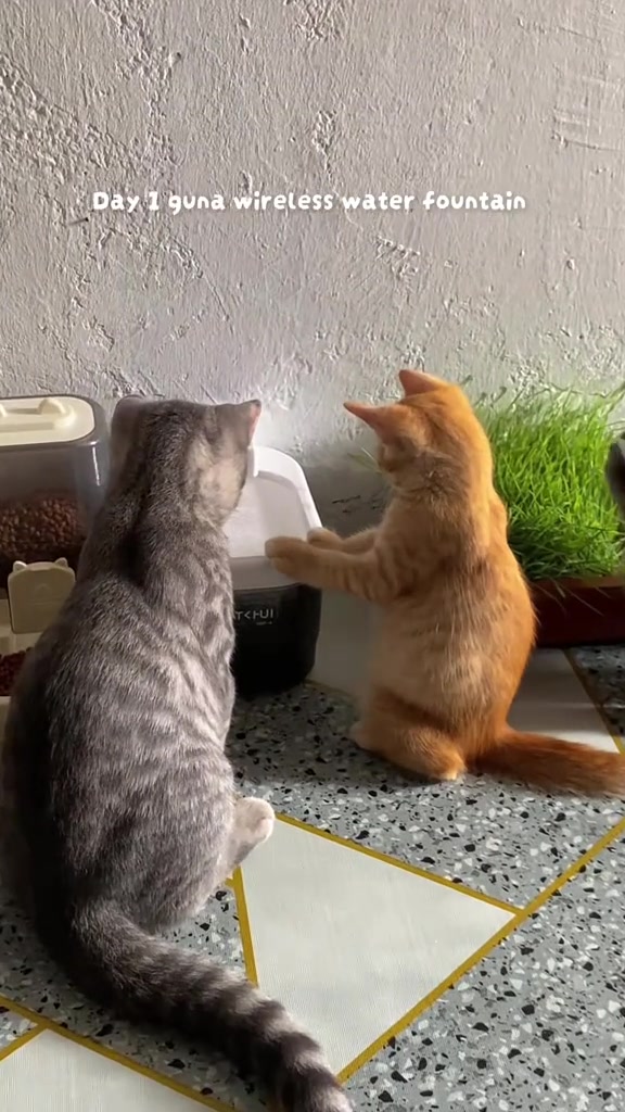 Dua kucing, seekor kelabu dan seekor oren, mengerumuni water fountain tanpa wayar pada hari pertama