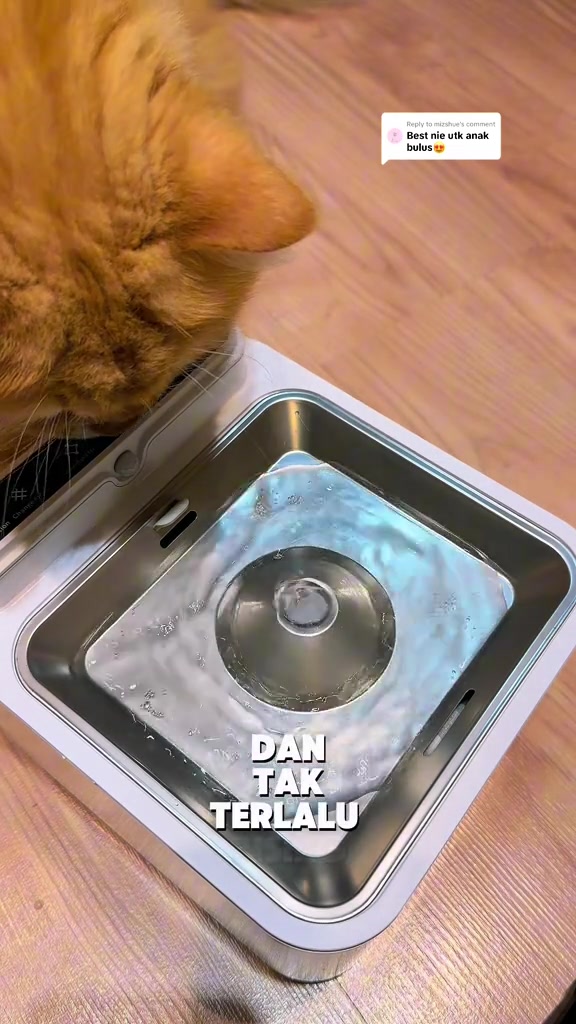 Dulang stainless steel water fountain dengan air mengalir di tengahnya dan kucing oren menjenguk