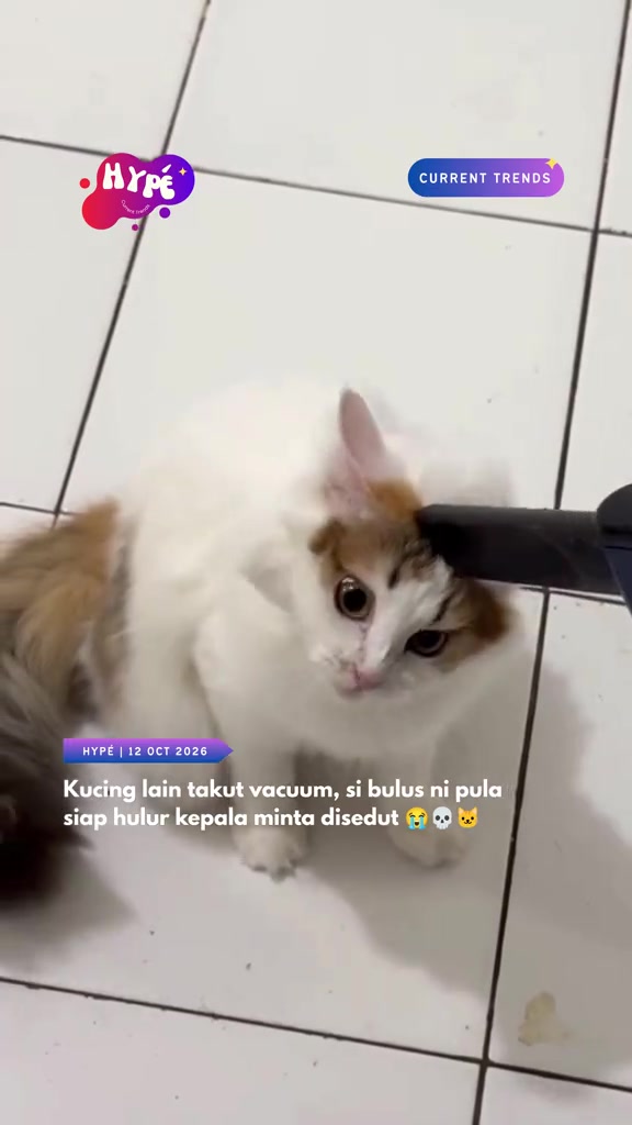 Kucing putih berbelak oren menghulurkan kepala ke muncung vakum seolah-olah minta disedut