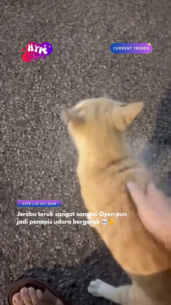 Tangan mengusap belakang kucing oren di tanah berturap, kelihatan habuk halus berterbangan dari bulu kucing