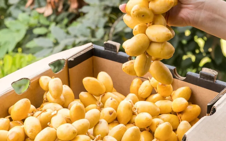 Quả chà là Việt Nam: Hướng dẫn chọn đặc sản tốt cho tiêu hóa