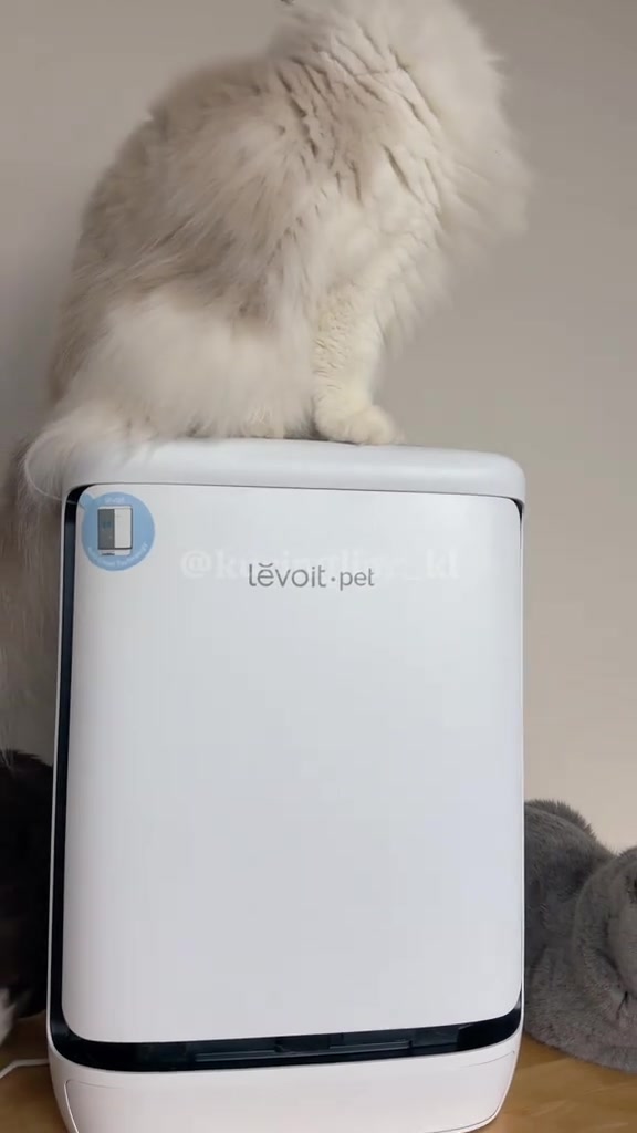 Kucing berbulu panjang putih duduk tenang di atas penapis udara putih