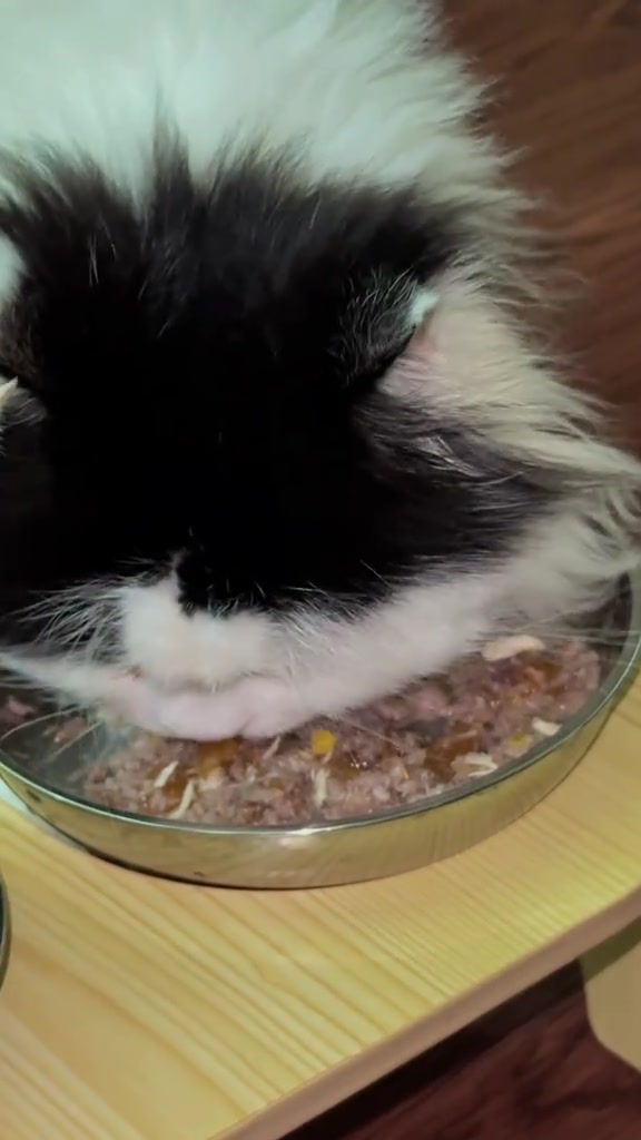 Kucing hitam putih makan makanan basah dari mangkuk logam cetek atas para kayu