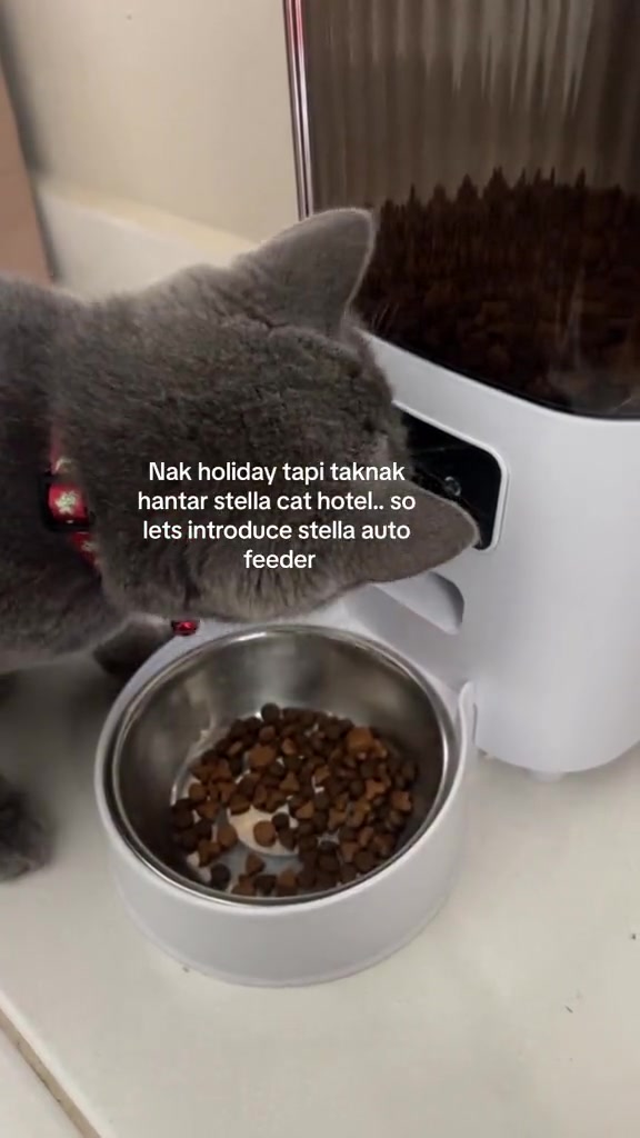 Kucing kelabu berloceng merah menunduk ke mangkuk stainless berisi kibbles di bawah bekas auto feeder
