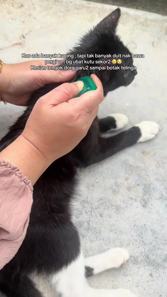 Tangan menitis pipet hijau pada tengkuk kucing hitam putih yang baring tenang