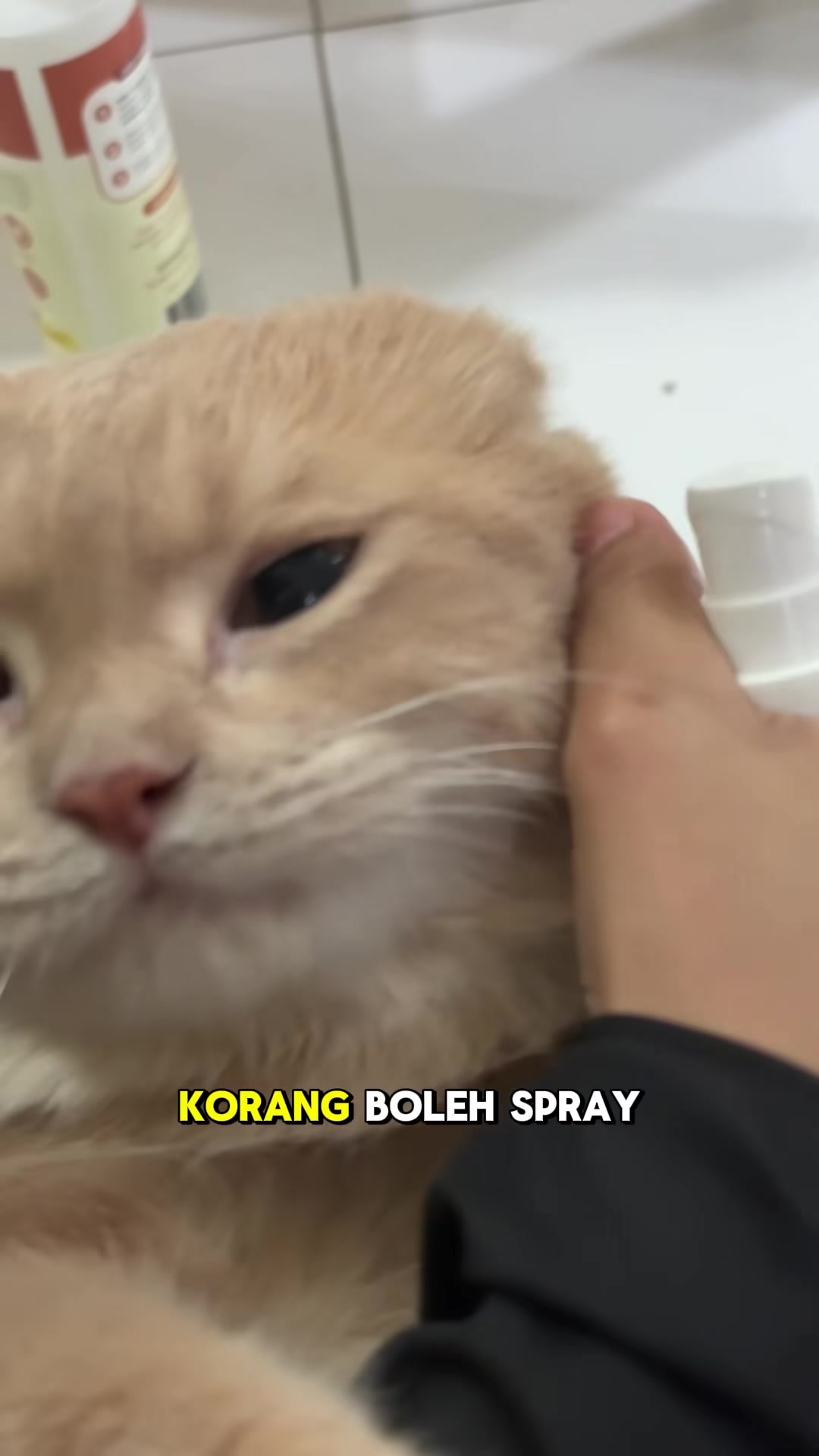Kucing warna krim dipegang lembut di sisi kepala sementara botol spray putih berada dekat muka dia