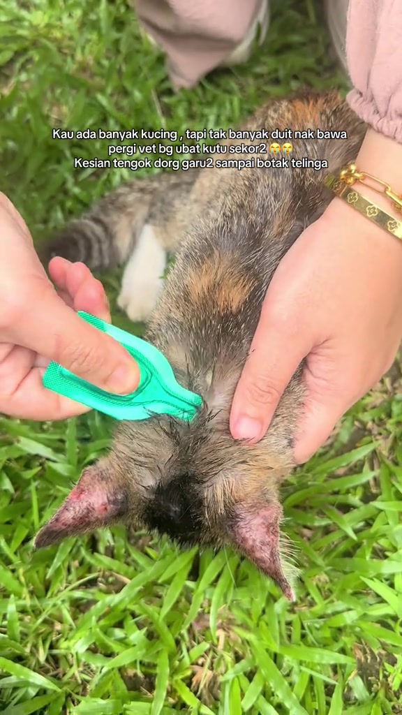 Tangan menitis ubat spot-on pada tengkuk kucing bertompok yang telinga berkerak akibat garu