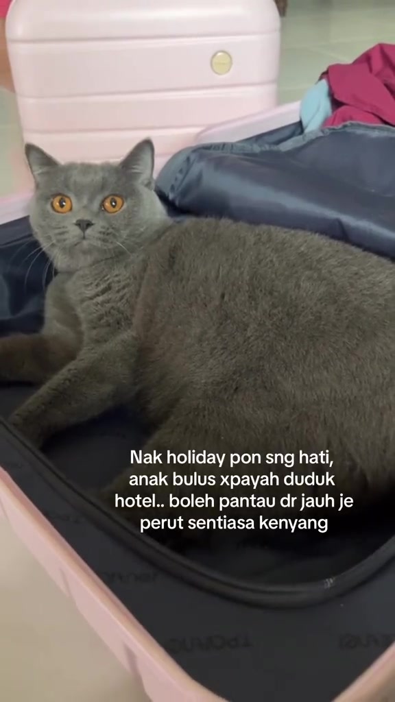 Kucing bulu kelabu baring dalam suitcase terbuka yang berisi baju