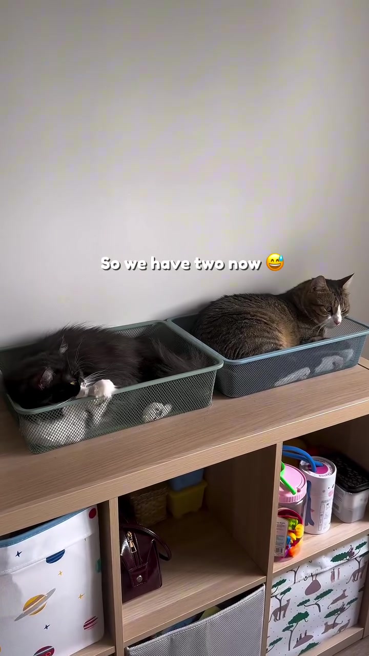 Dua kucing masing-masing baring dalam tray jaring atas rak kayu